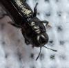 Aphanisticus emarginatus